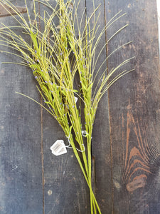 Floral Stem