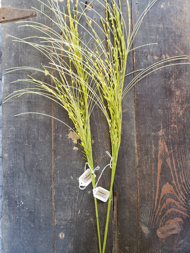 Floral Stem