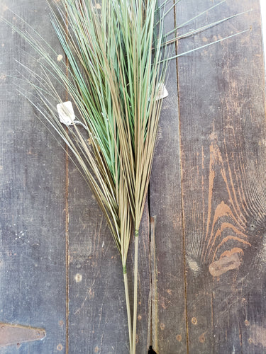 Floral Stem