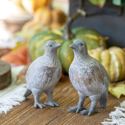Quail Chicks