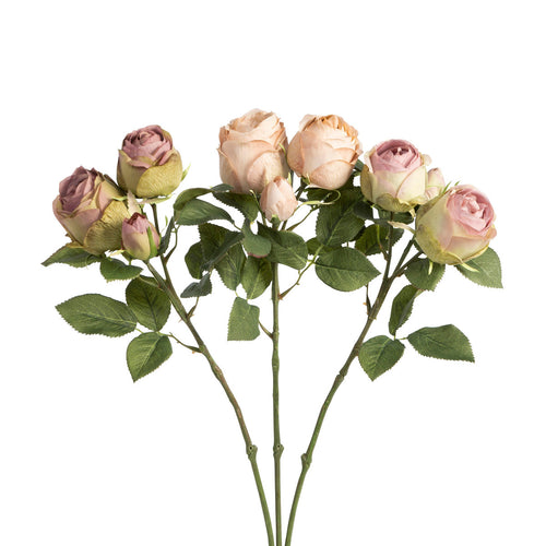 English Garden Rose Cutting