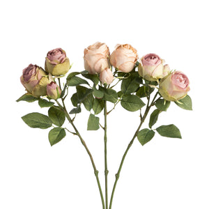 English Garden Rose Cutting