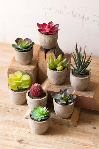 miniature succulents